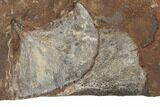 Three Fossil Ginkgo Leaves From North Dakota - Paleocene #189054-2